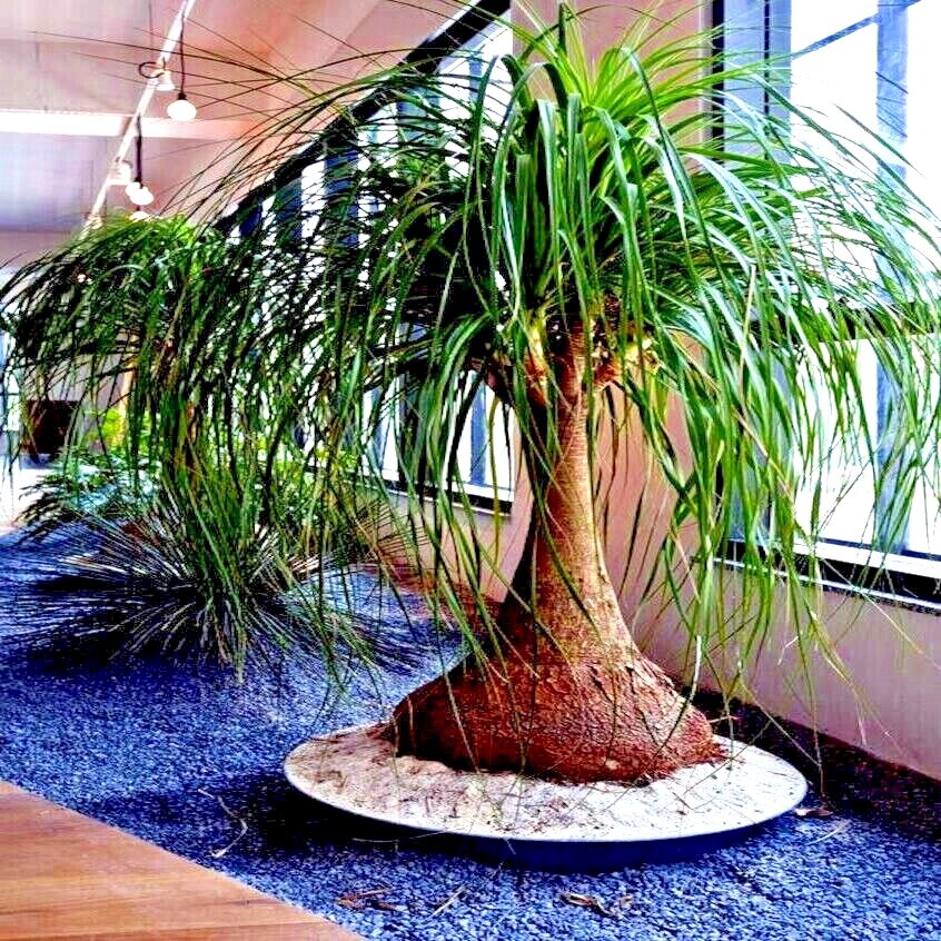 Ponytail Palm Tree Seeds Beaucarnea recurvata Elephant Foot Indoor House Plant