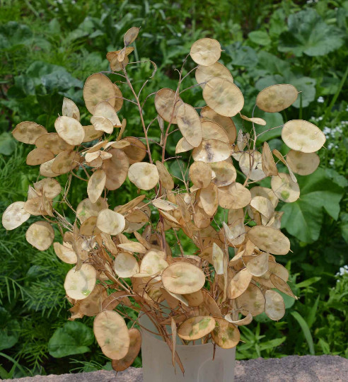 250 Money Plant Flower Seeds Silver Dollars – Great For Dried Arrangements