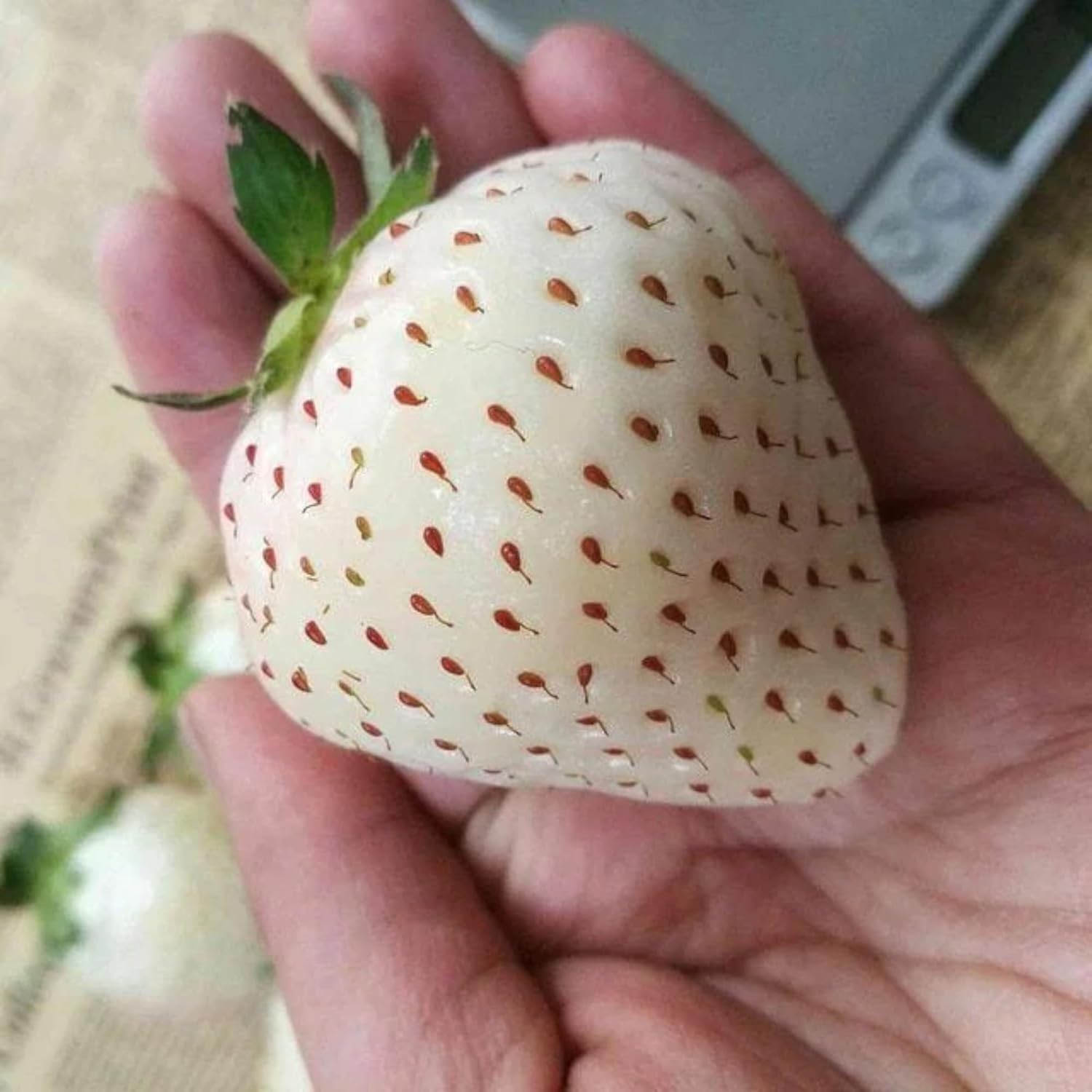 Perennial White Strawberry Seeds – 200 Non-GMO, Thrives in Varied Climates