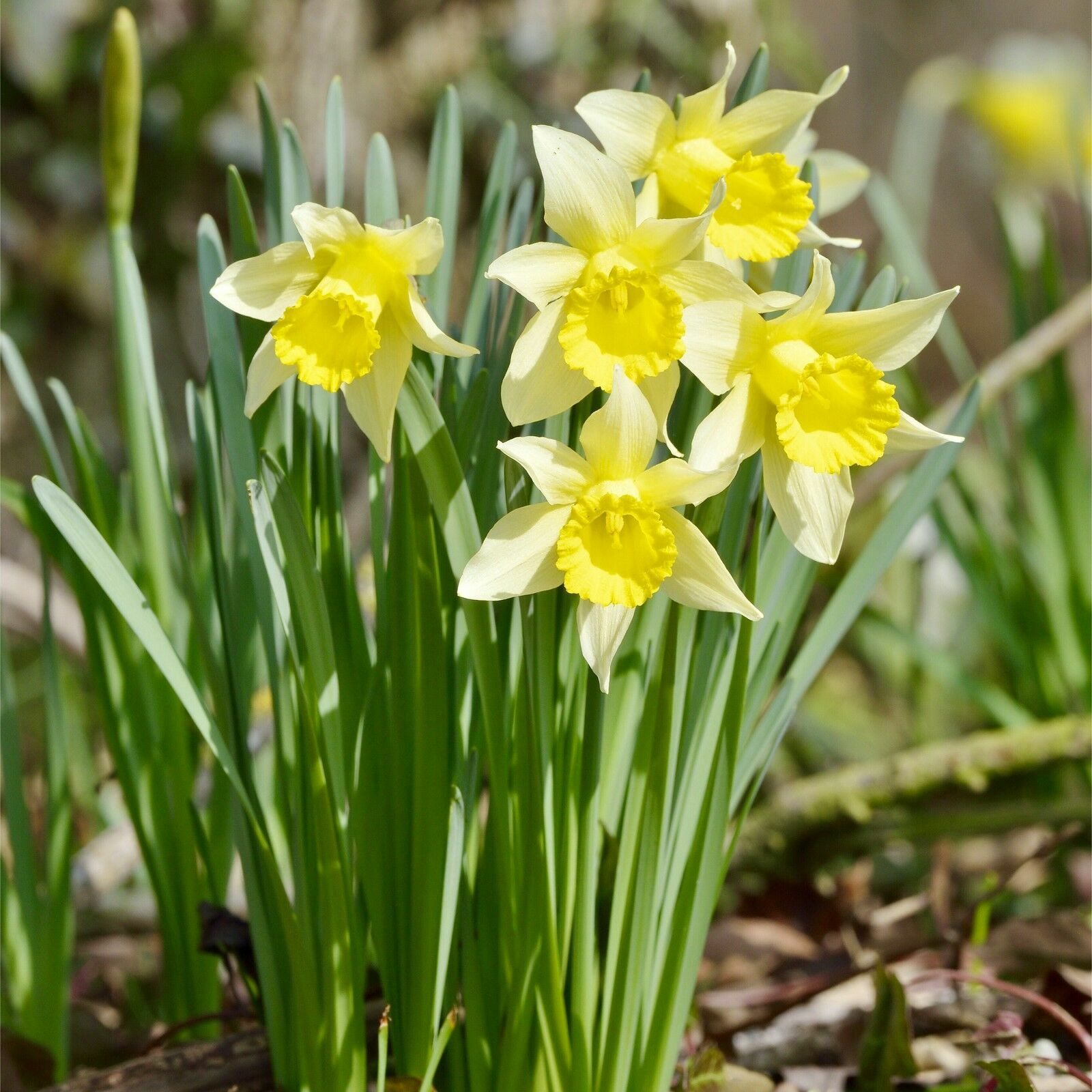 5 Wild Daffodil bulbs “Lent Lilly” **Pre Chilled for Indoor Forcing