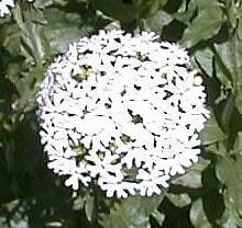Lychnis chalcedonica White 250 seeds