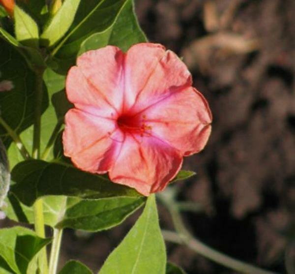 Mirabilis jalapa | Salmon Four O’clock | 5 Seeds