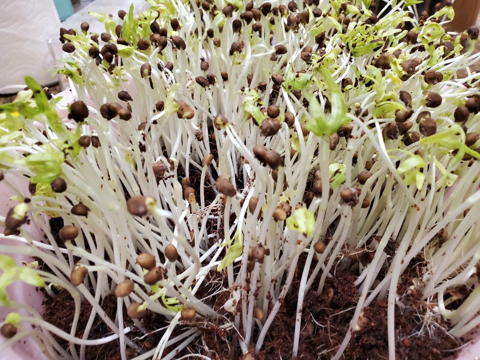 250+ White Stem Water Spinach seeds( rau muống trang ) ong choy kang kong