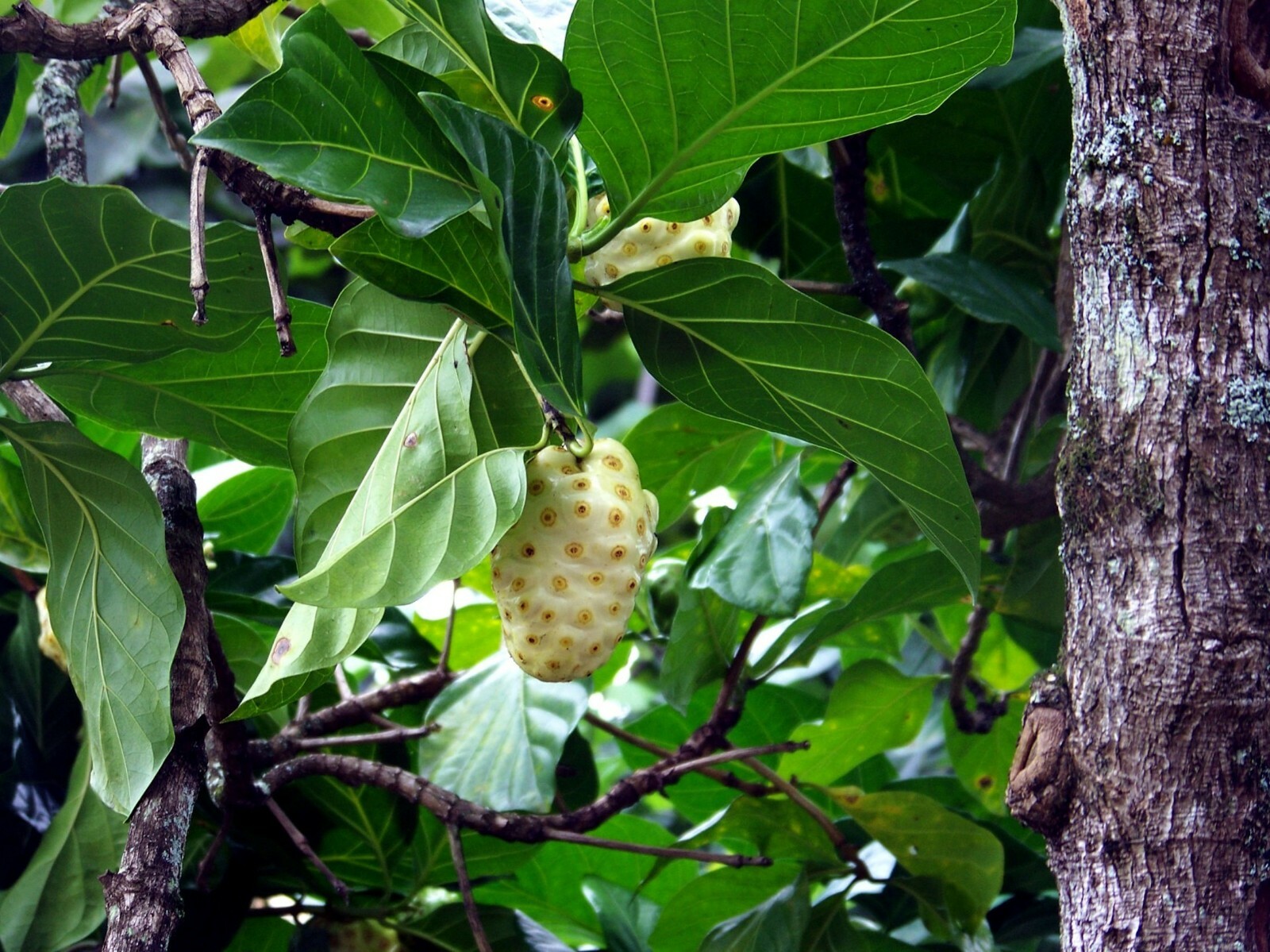 Indian Mulberry – 10 seeds Tropical Plant Morinda citrifolia Container-Standard