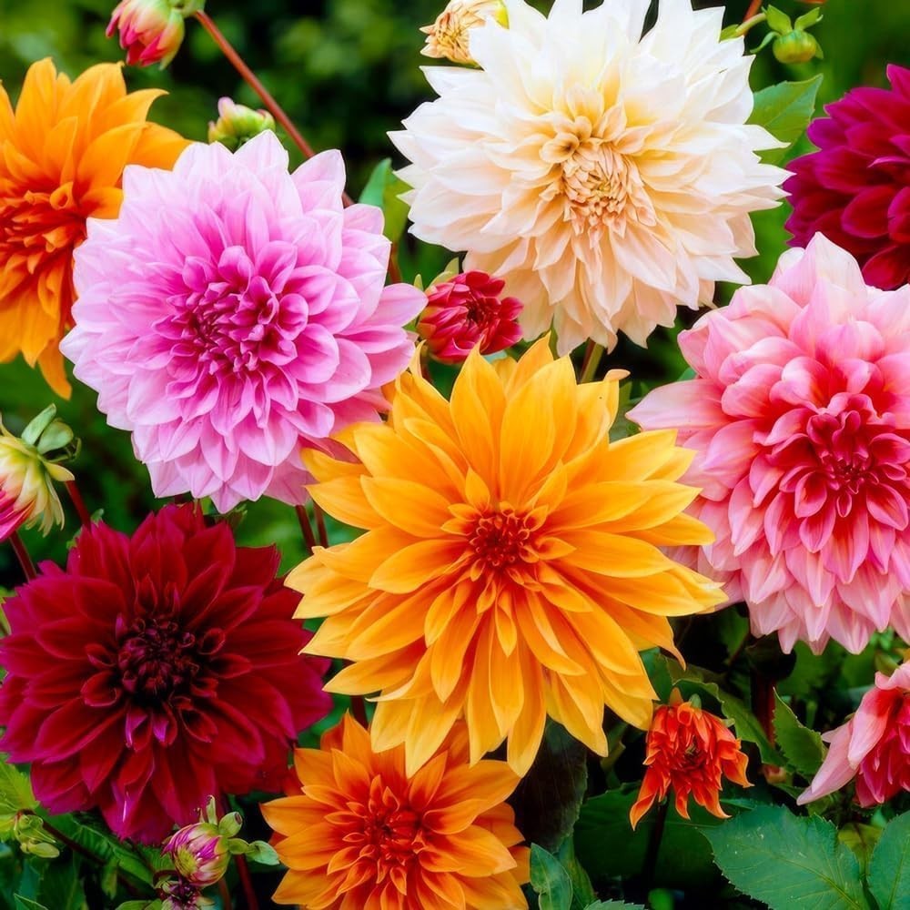 250+ Dwarf Dahlia Seeds, Multi-Color Double Petal, Ornamental Flower