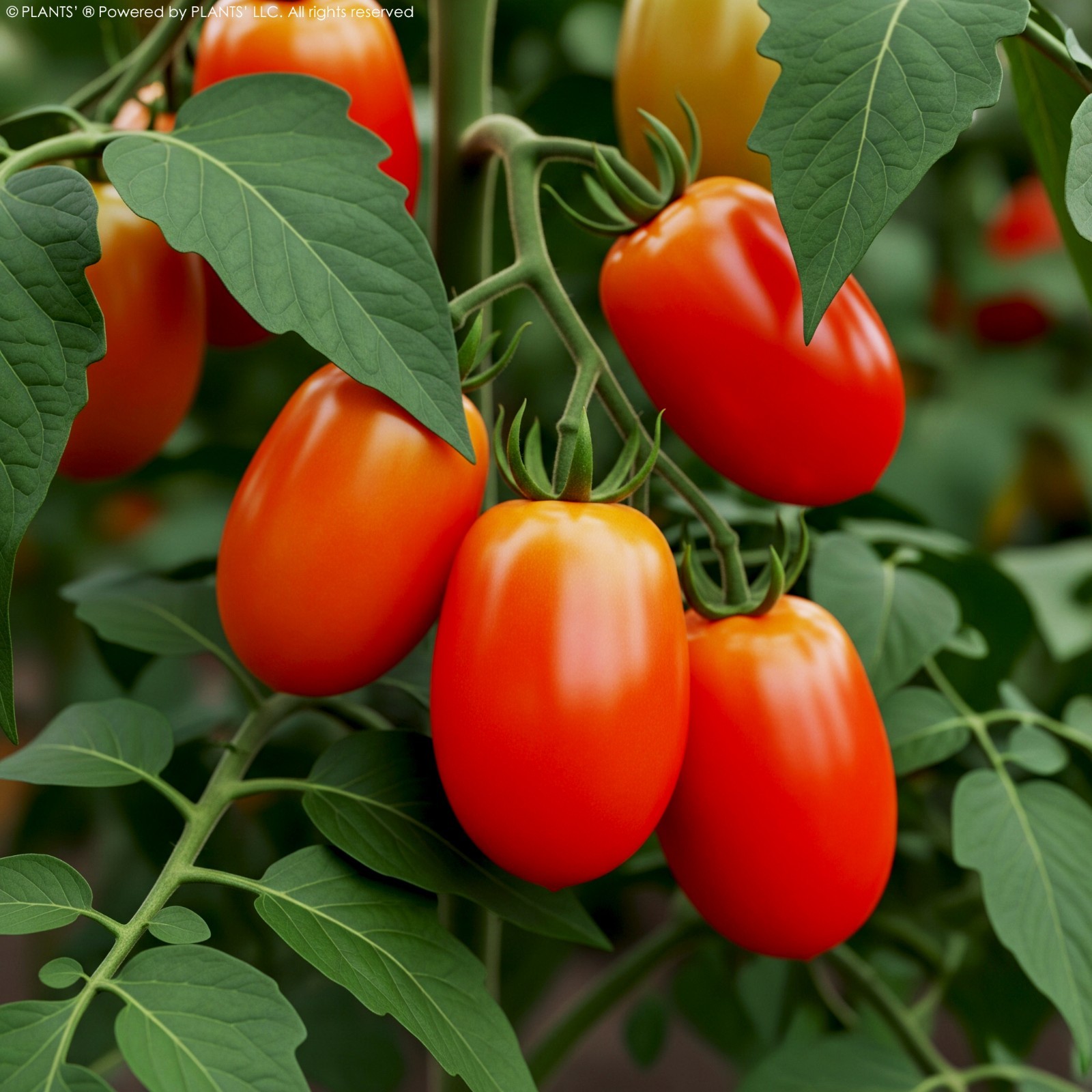 Roma VF Tomato | Premium Seeds | Solanum lycopersicum ‘Vegetable’ | Plants’®
