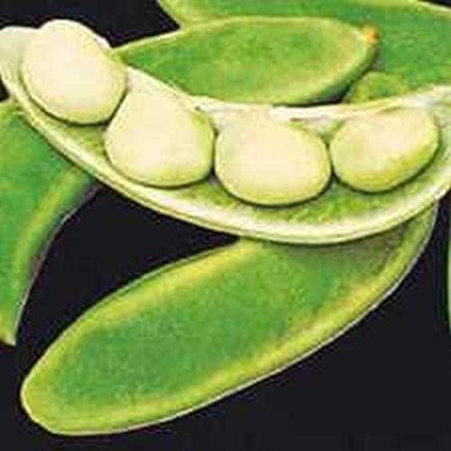 Willow Leaf Lima Beans – Drought and Heat Resistance Variety(25 – Seeds)
