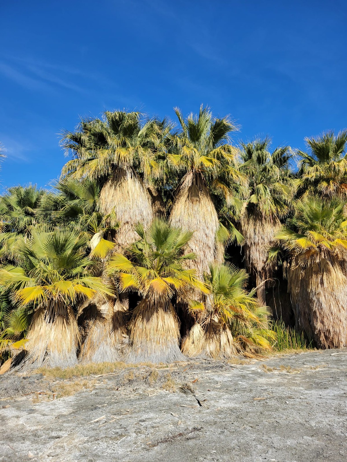Washingtonia filifera Seeds! Cold-Hardy! California Fan Palm