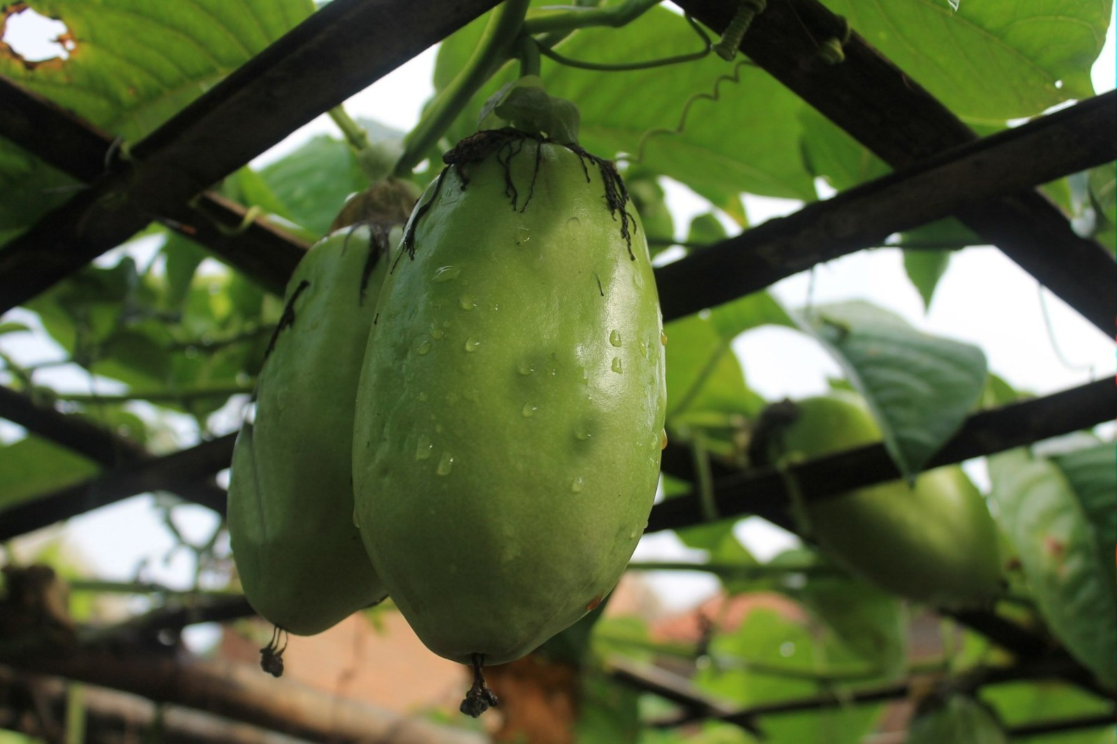 Giant Granadilla Seeds! 10 All Natural Heirloom -Passiflora quadrangularis