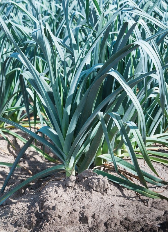 King Sieg Leek Seeds