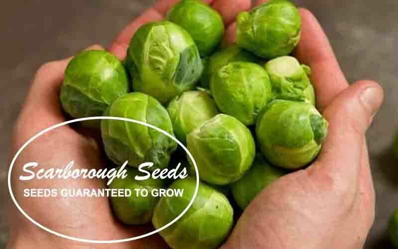 SCARBOROUGH SEEDS Long Island Brussel Sprouts 500 Seeds Non GMO Garden Seeds