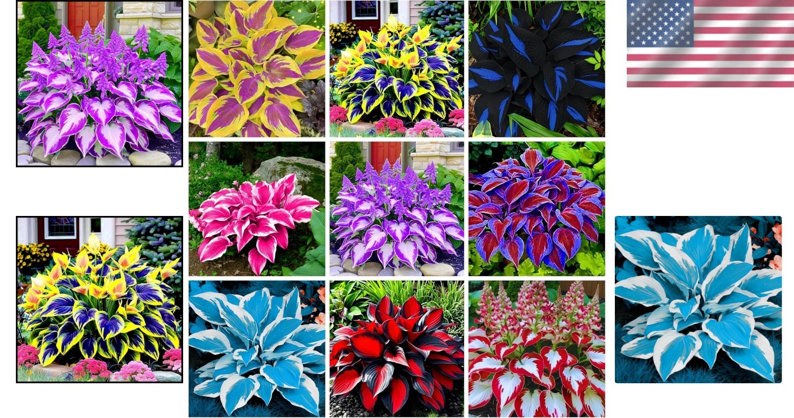 Low Maintenance Heart-Shaped Hosta Seeds – 350+ Plants to Attract Hummingbirds