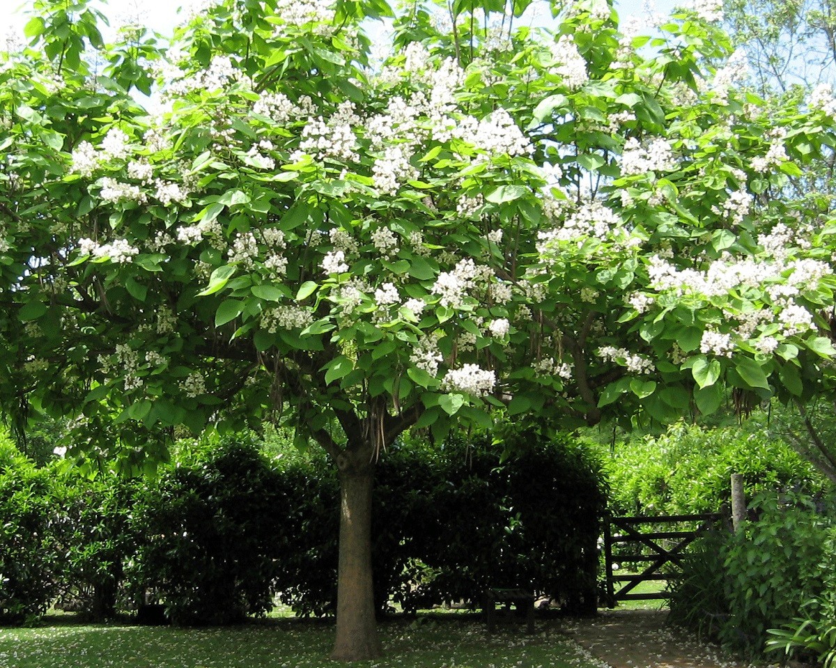 Catalpa Bignonioides aka Southern Catalpa 10 Seeds Free Shipping!