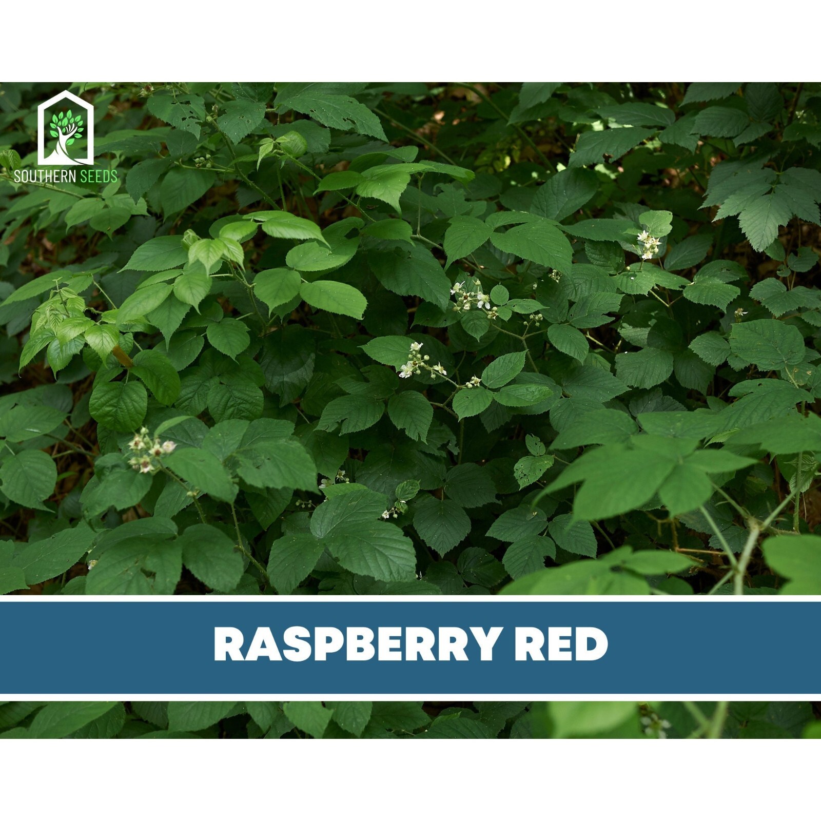 Raspberry, Red European – Heirloom Seeds – Non GMO (Rubus idaeus var. idaeus)