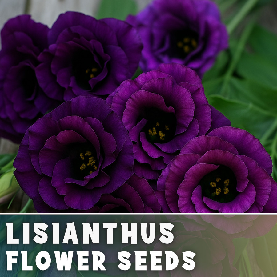 Blackcurrant Lisianthus Seeds – 100 Seeds Garden Bloom Flower Seed Non Gmo