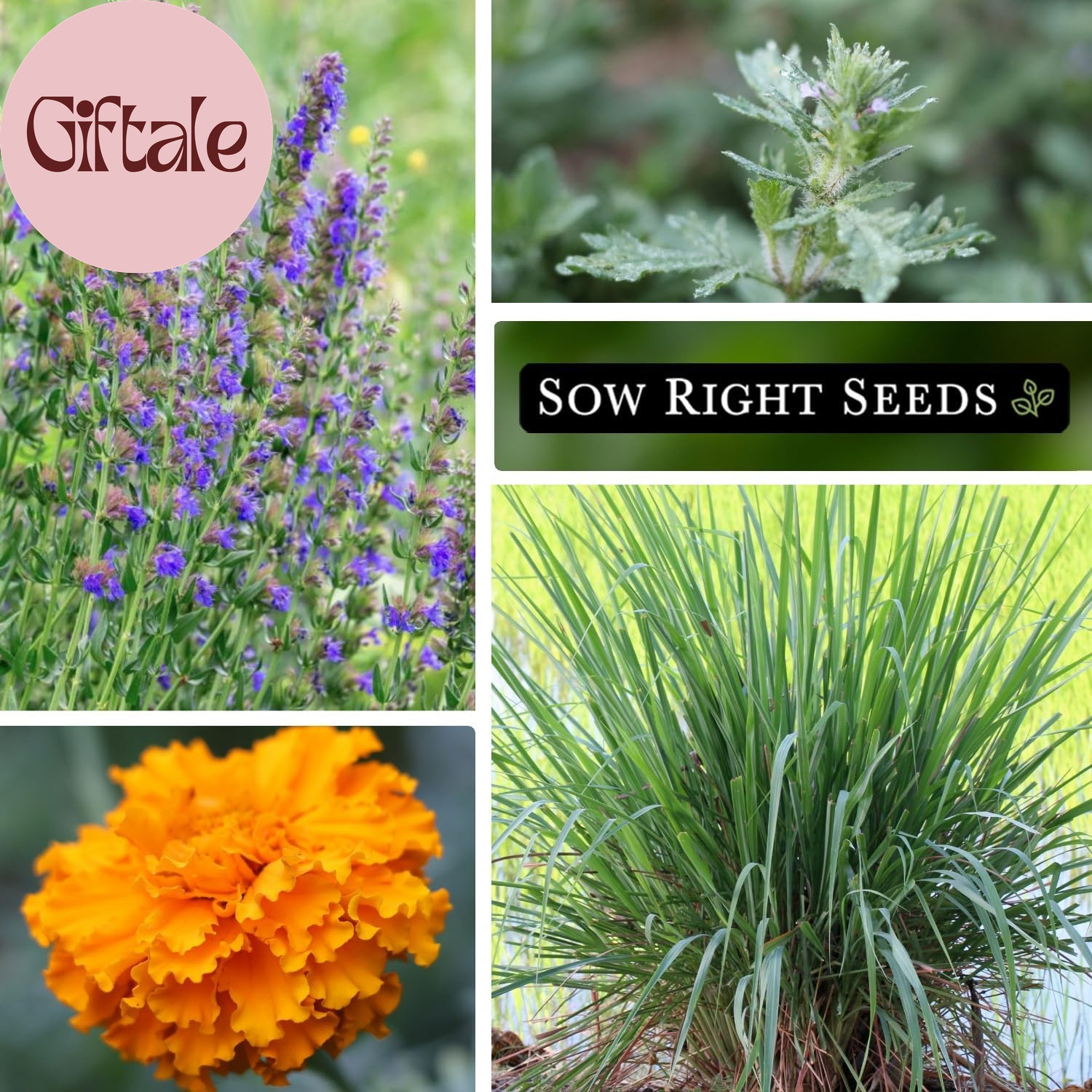 – Insect & Pest Repellent Seed Collection for Planting – Lavender, Catnip, Marig