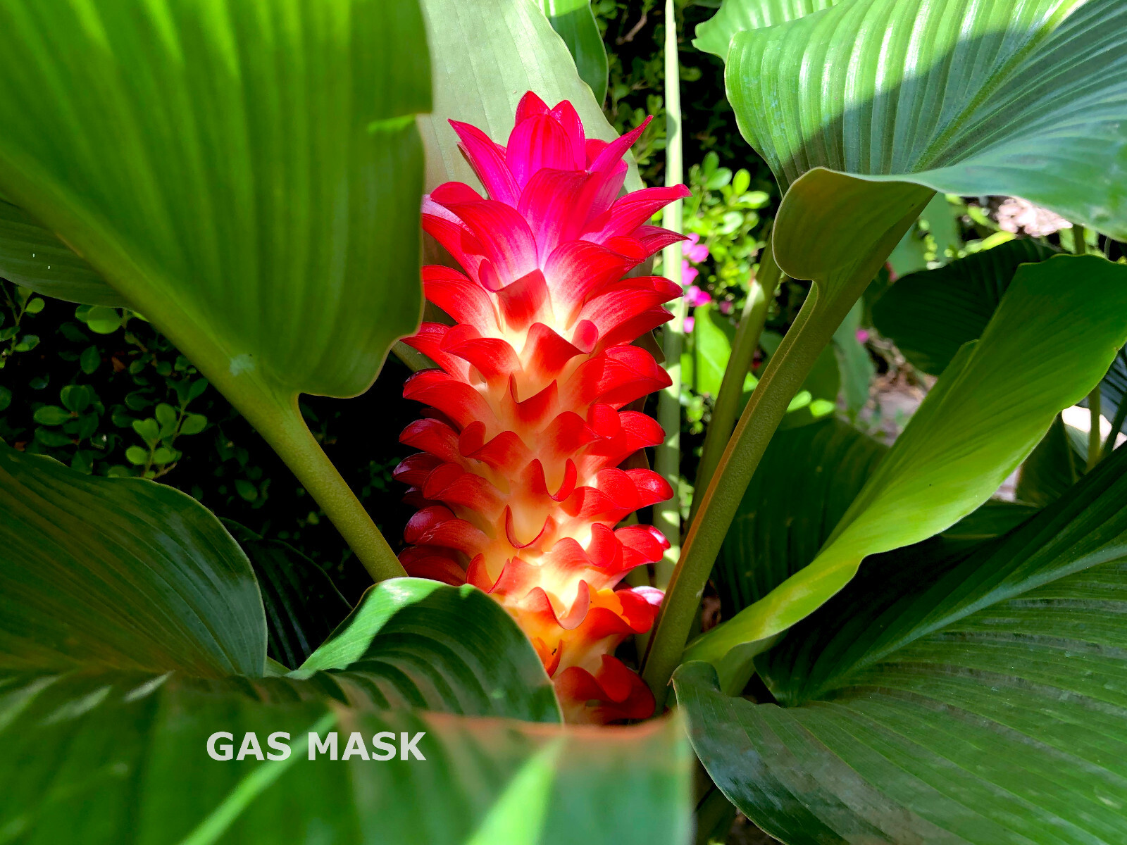 Rainbow Ginger Rhizome (Curcuma), Live Plant, Rainbow Bloom & Lush Green Leaves