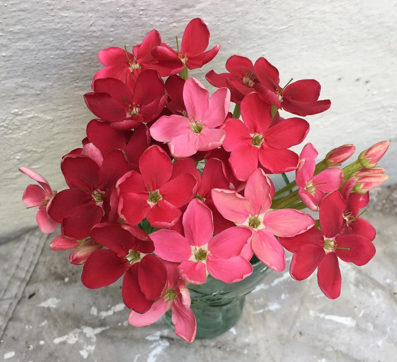 Combretum indicum Rangoon creeper Single flower live plant