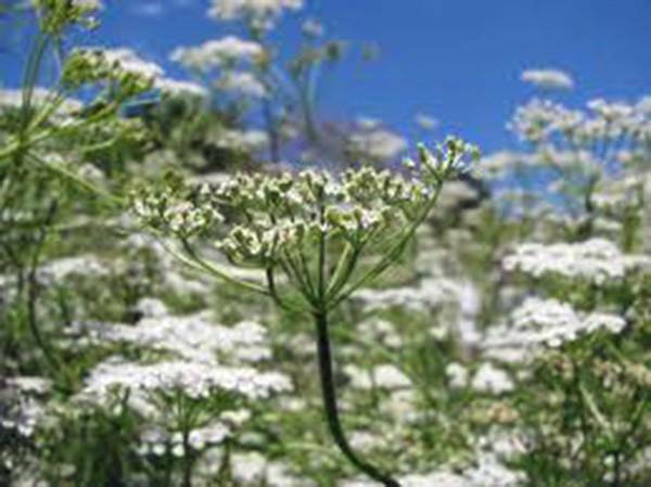 CUMIN SEED, HEIRLOOM, NON GMO, 50+ SEEDS, HERB SEED FOR GROWING