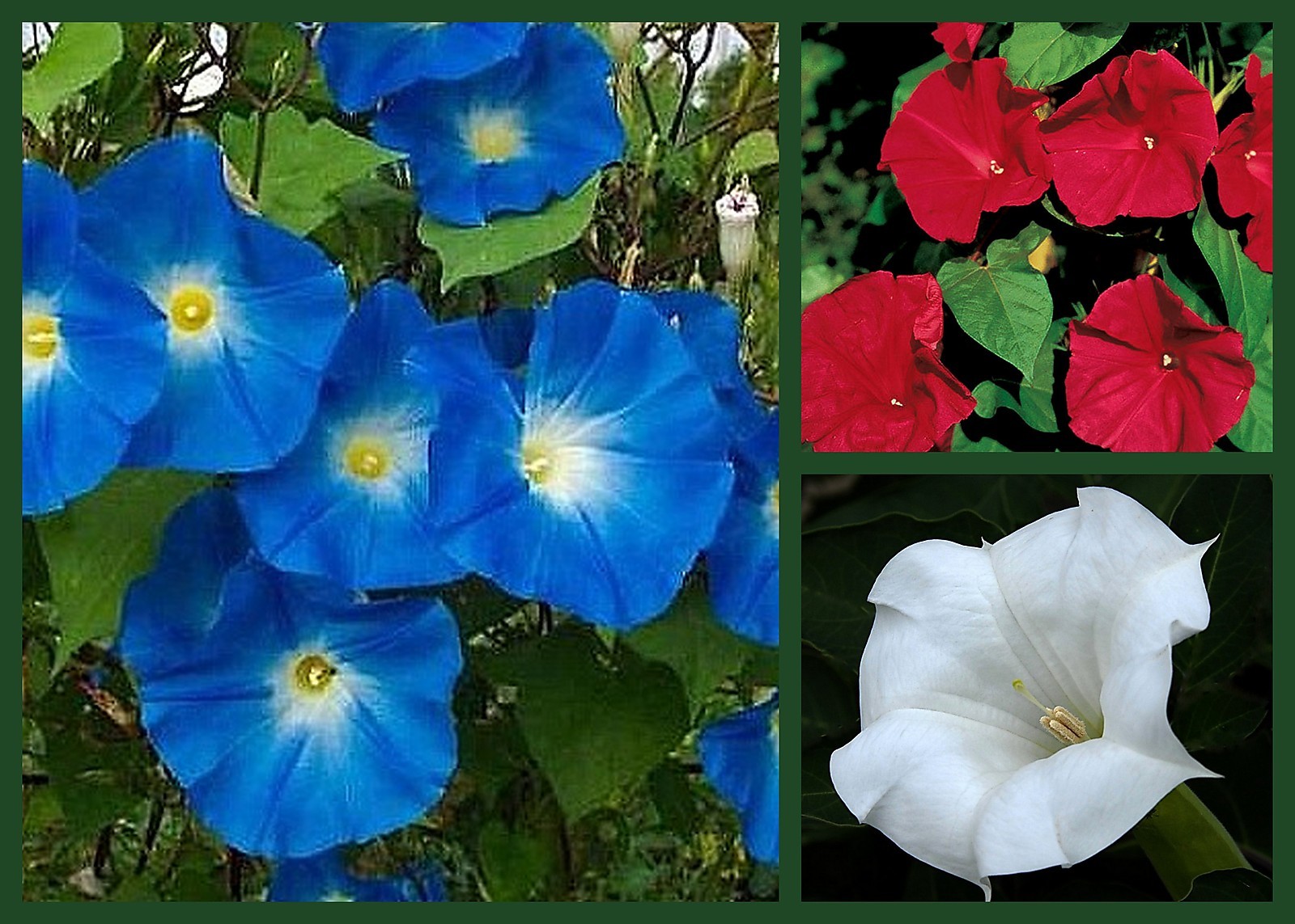 Morning Glory Seeds, Red, White & Blue 3 Pack Special, Non-Gmo, Fast Growing
