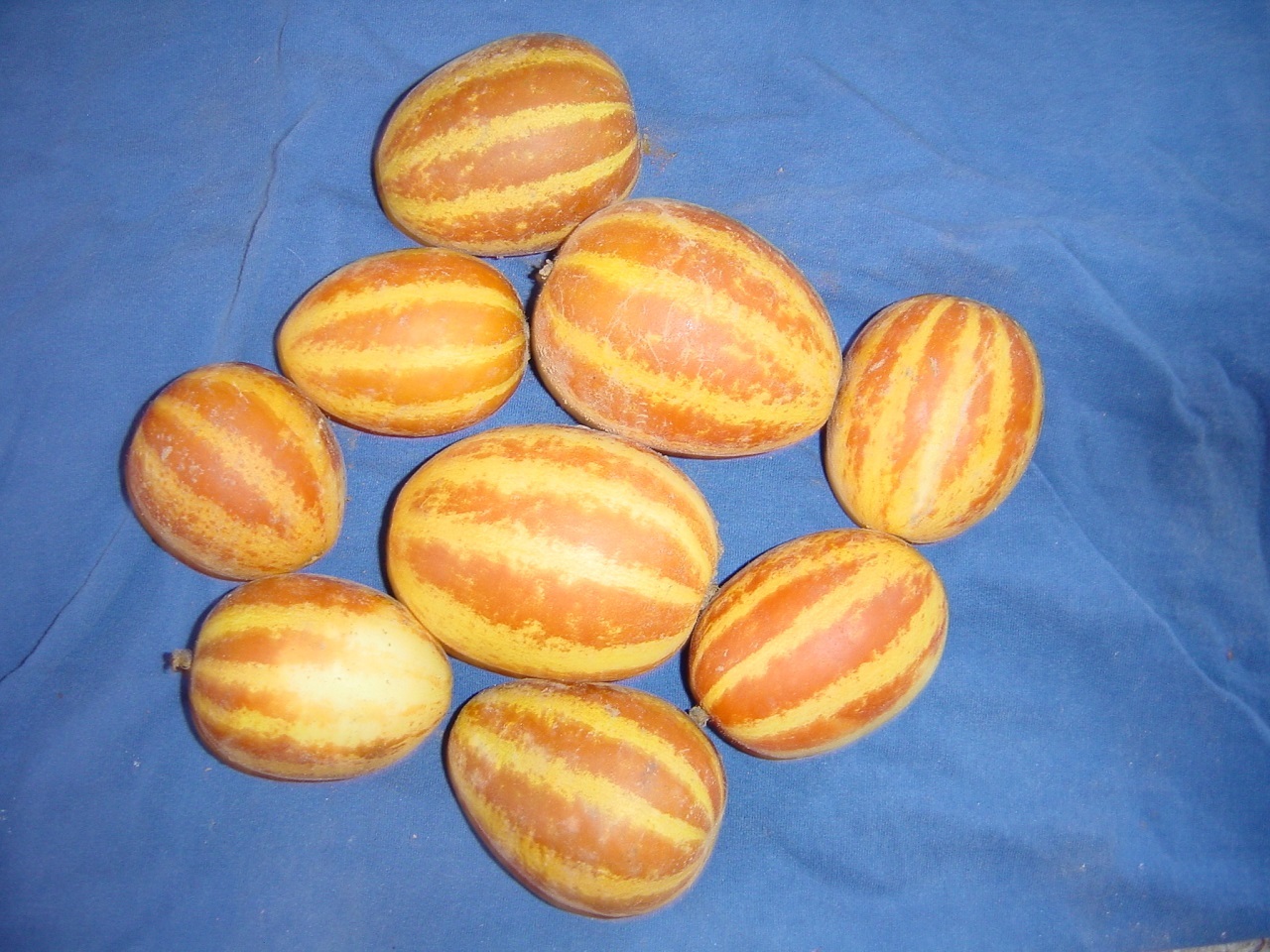 25 Heirloom Plum Granny Seeds