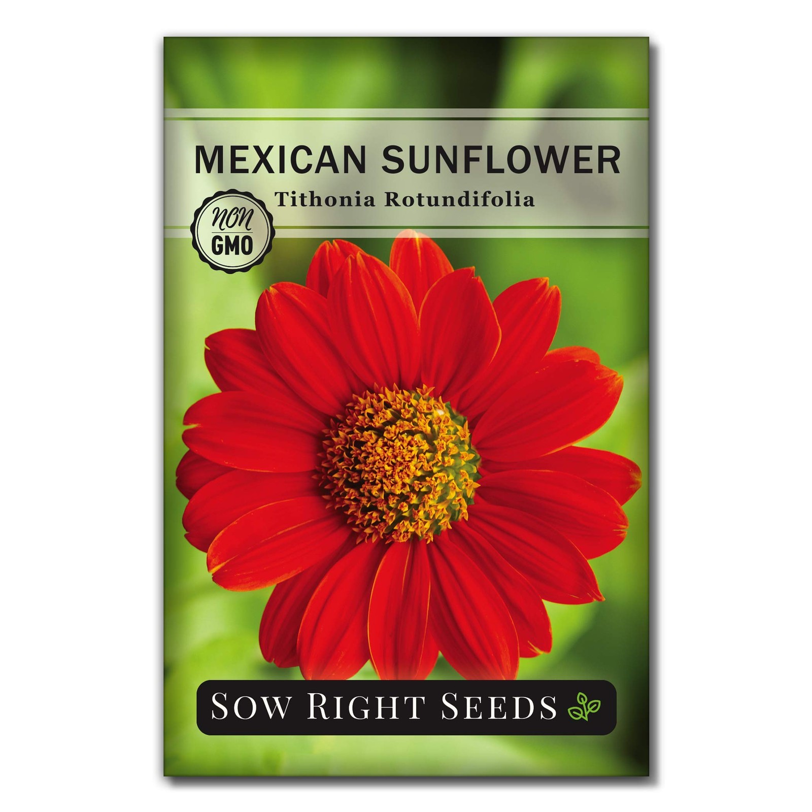 Mexican Sunflower Seeds Non GMO Heirloom Bright Orange Blooms 1 Packet Growing