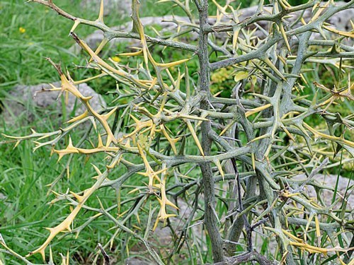 Citrus trifoliata | Flying Dragon | Bitter Orange | 10 Seeds