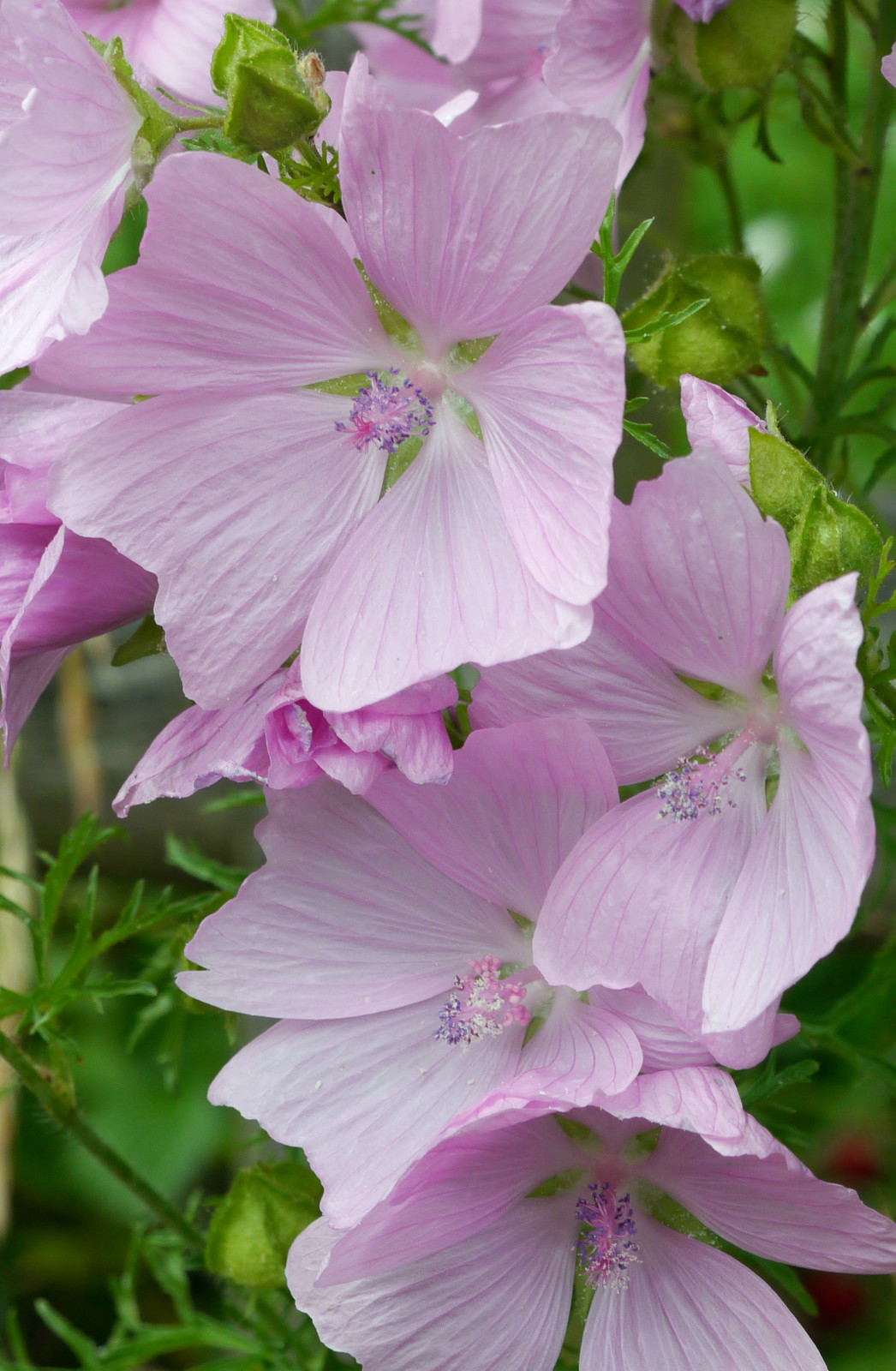 PINK MUSK MALLOW 102 SEEDS, MALVA MOSCHATA, USA SELLR, EZ TO GROW