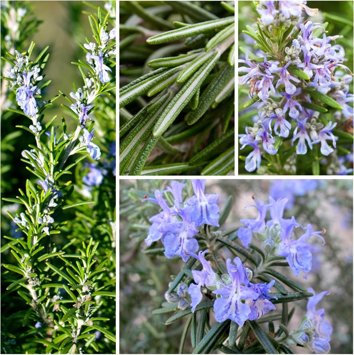Heirloom Rosemary Seeds – 100 Non-GMO Seeds for Culinary & Medicinal Gardens