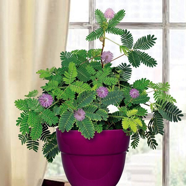 Dwarf (Mimosa pudica) “Sensitive Plant” Tropical Houseplant Flower Tree Seeds