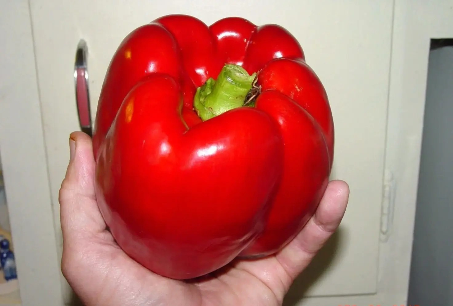 120+ GIANT RED BELL PEPPER SEEDS – SWEET ——— HEIRLOOM – ORGANIC – NON GMO