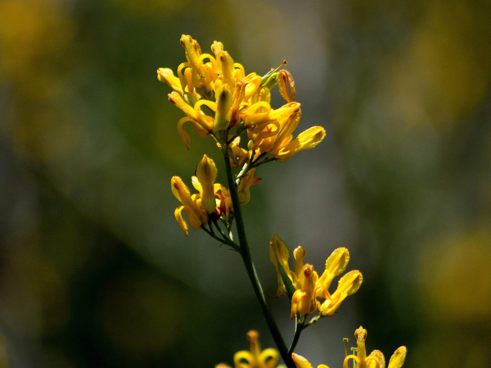 10 GOLDEN EARDROPS Dicentra Chrysantha Yellow Bleeding Heart Shade Flower Seeds