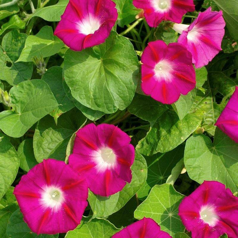 Scarlet O’Hara Morning Glory Seeds, Climbing Vine, Variety Sizes, FREE SHIPPING