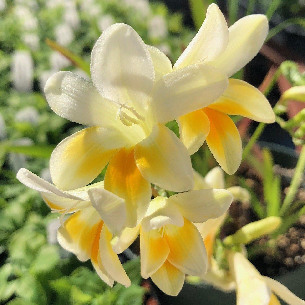Freesia Heirloom Antique Alba 15 Plant Bulbs, Cream Spring Flowers Bloom in Sun