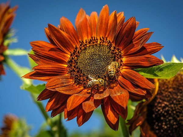 Sunflower RED SUN 5-6’ Bronze/Maroon Flowers 6″ Pollinators Non-GMO 25 Seeds!