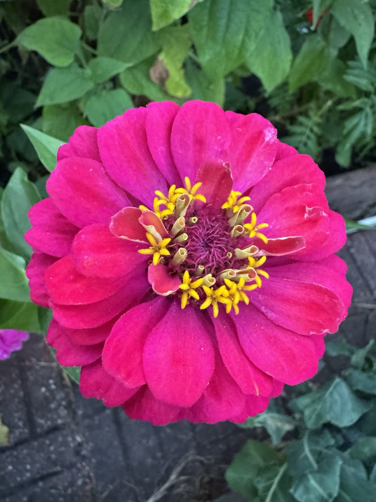 Zinnia Flower Seeds Multiple Colors Sizes Variety Fushia Lime Green Pink White