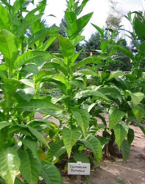 1000 Dominican Republic Olor Seeds ~ Fine Cigar Wrapper Nicotiana Tabacum