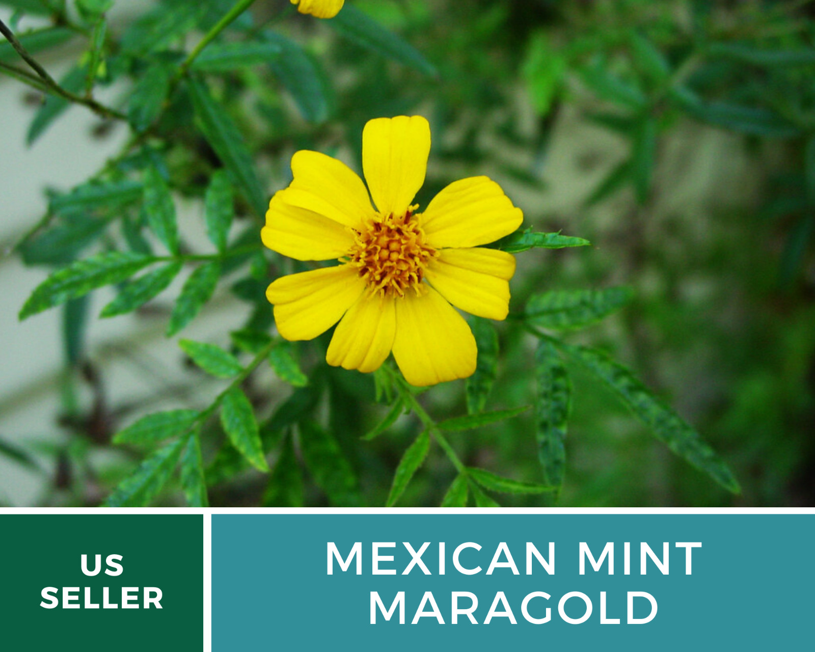 Mexican Mint – 50 Seeds – Medicinal & Culinary Herb (Tagetes lucida)