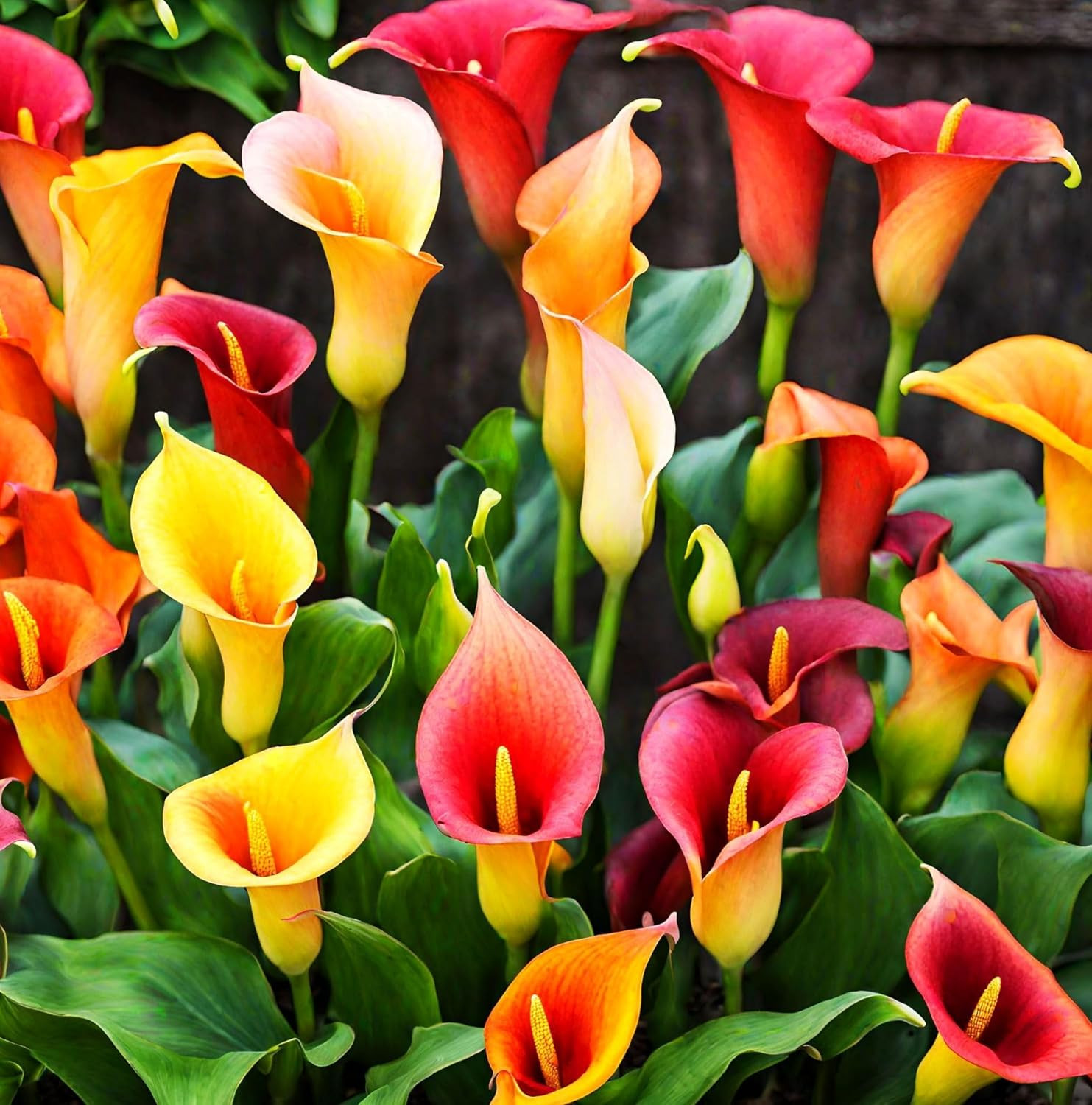100Pcs Calla Lily Seeds Beautiful Flowers Mix Color Perennial Plant
