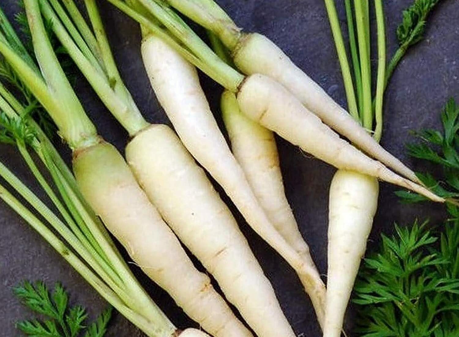 350 LUNAR WHITE CARROT SEEDS FRESH HARVEST FOR 2024 GARDENS