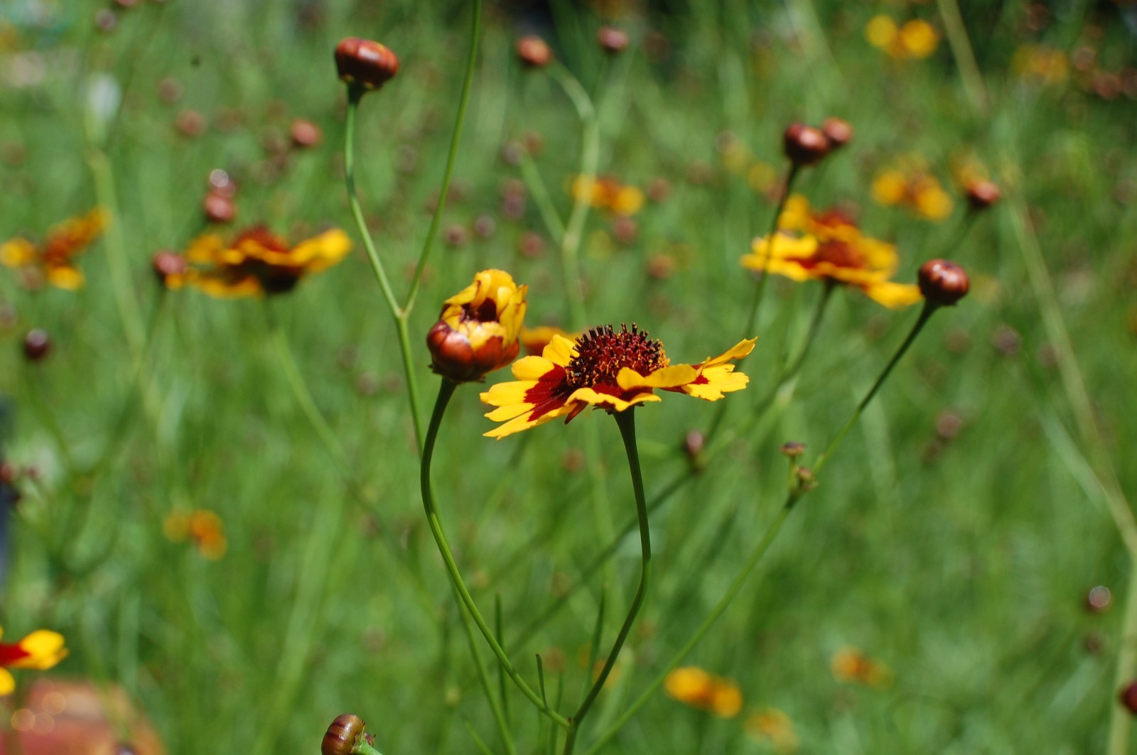 1 gram+ Coreopsis tinctoria Seeds/Tall Plains Coreopsis/Central US Native Plant