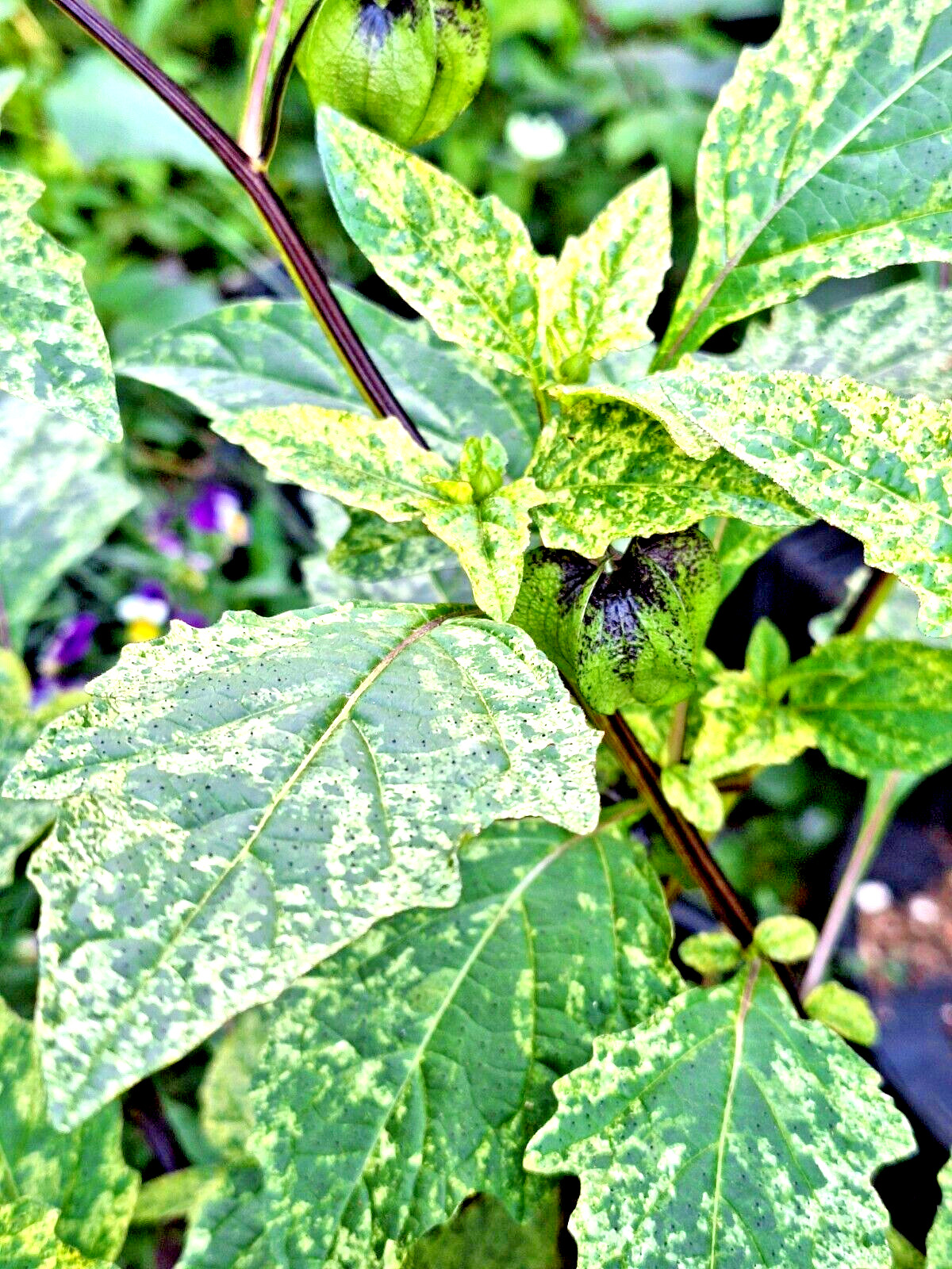 rare variegated shoofly plant 100 seeds, Nicandra Phsalodes Var. Splash of cream