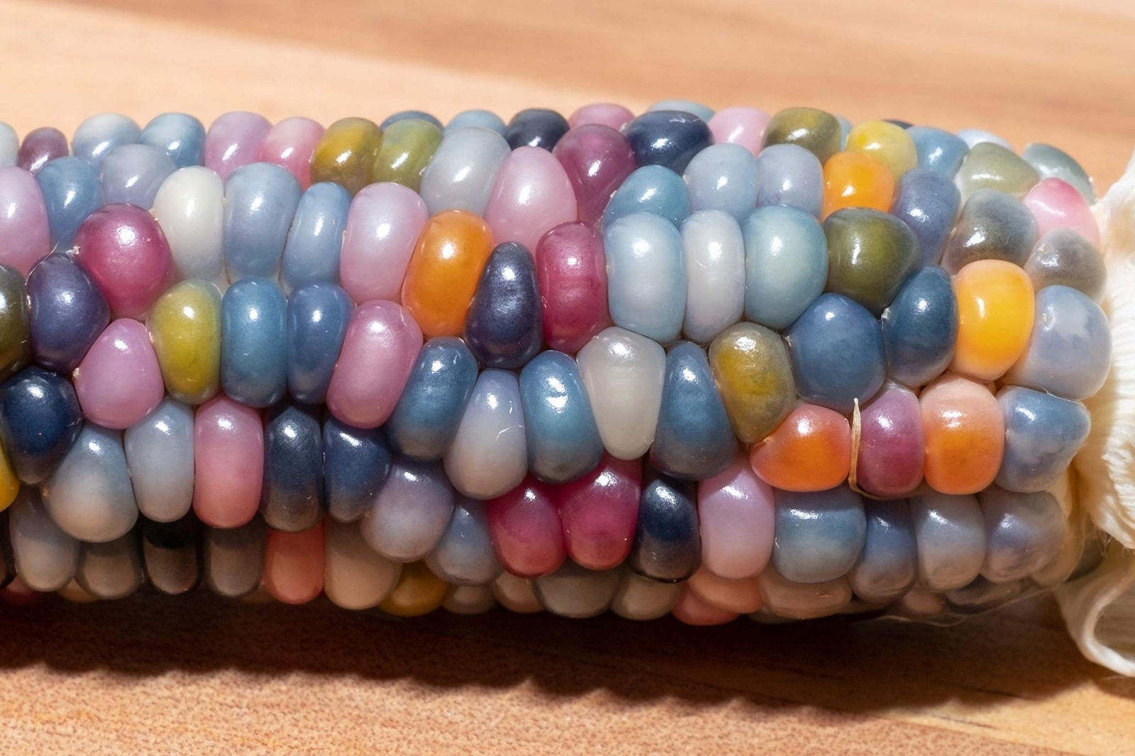 Rare Glass Gem Indian Corn Seeds – 75+ Seeds – Vibrant Translucent Kernels – Gro