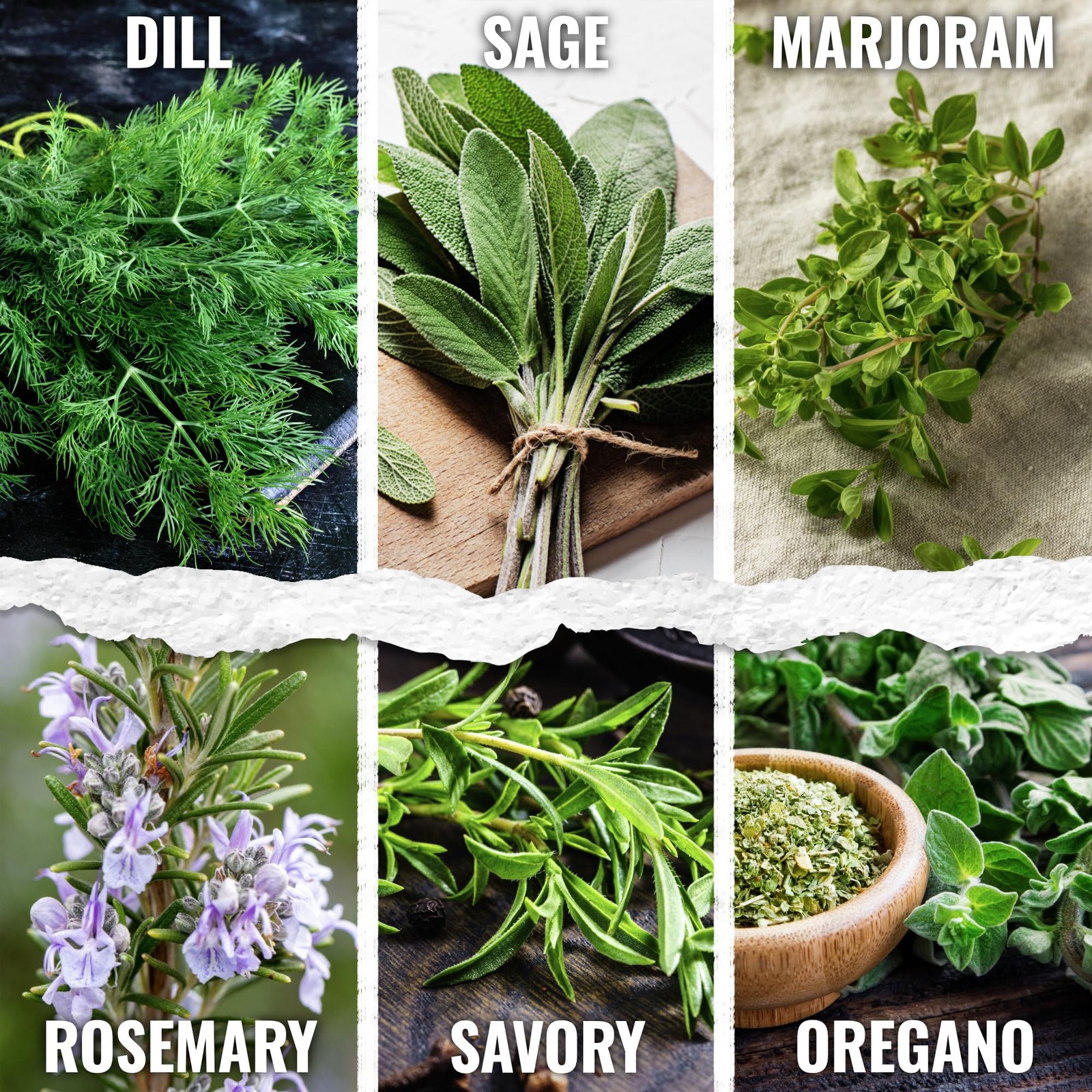 Seed Needs Herb Seeds Variety Pack Culinary Herb Collection (12 Individual Packe