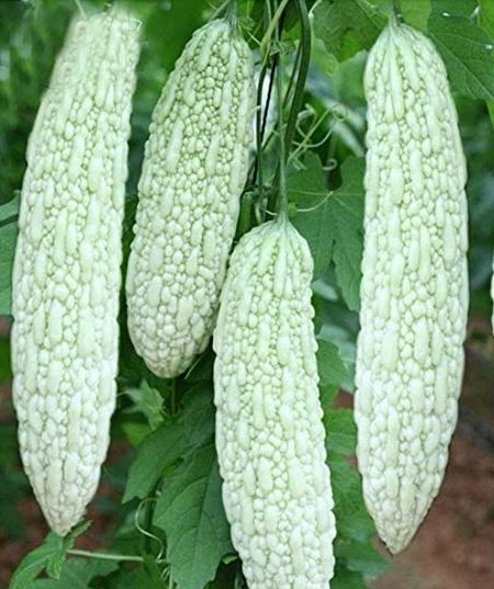 10 White Skin Bitter Gourd seeds Bitter melon Seeds Ku Gua Seeds Asian Vegetable