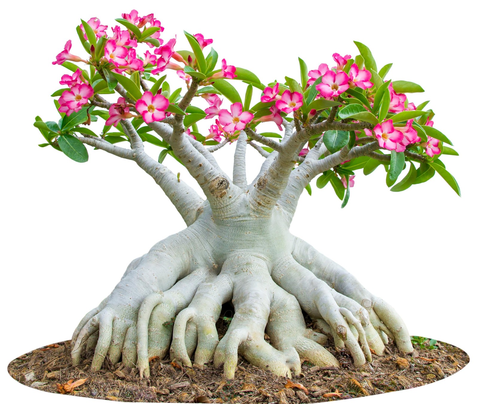 100 Desert Rose Seeds for Planting Mixed Color Ready to Grow Adenium Obesum S…