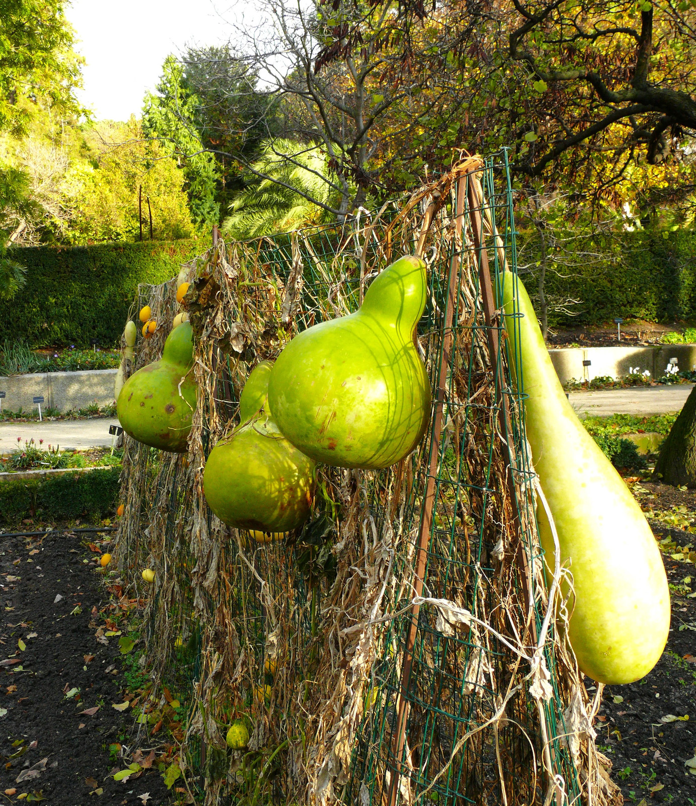 Large Crafting Gourds Mix Seeds – For 2026 Planting