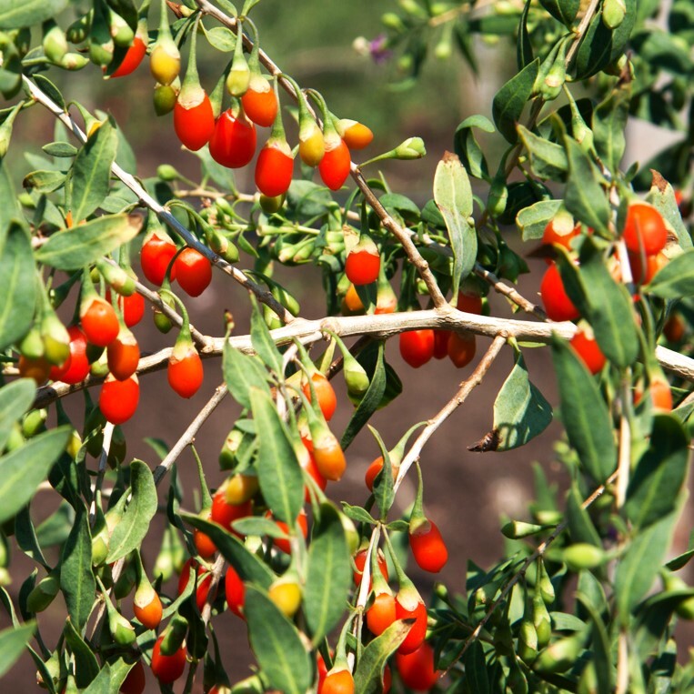 Goji Berry Tree Seeds | Lycium Wolfberry Chinese Fruit Seeds 2024 Free Shipping