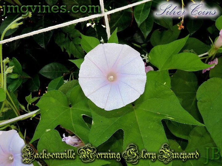 Silver Coins Japanese Morning Glory 6 Qty
