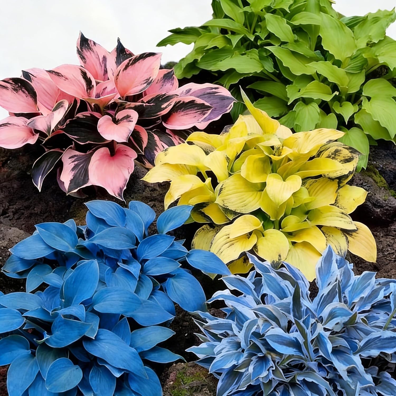Mixed Color Hosta Seeds – 300+ Perennial Seeds for Outdoor Shade Gardens